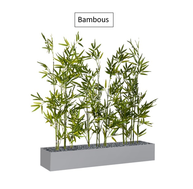 Bambous