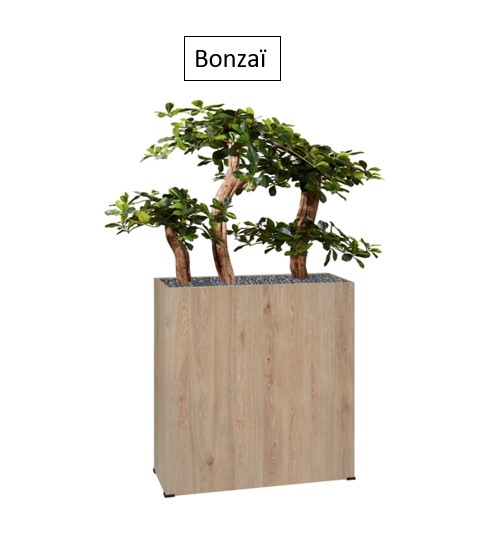 Bonzaï