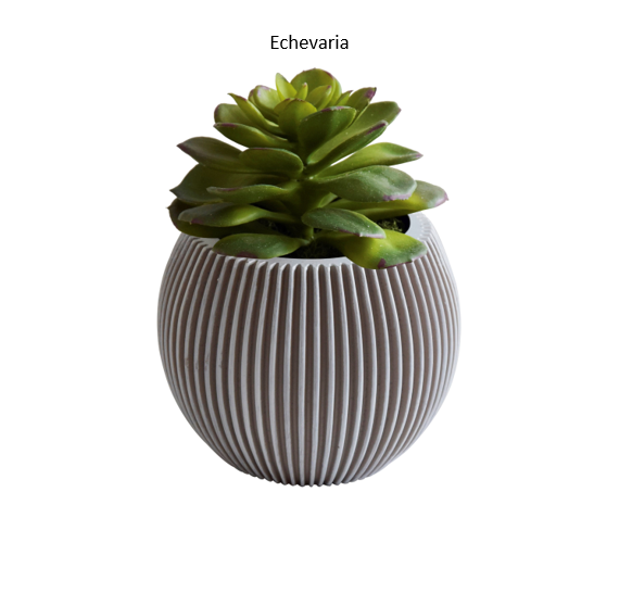 Photo Echevaria