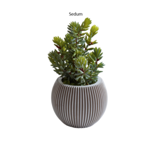 Photo Sedum