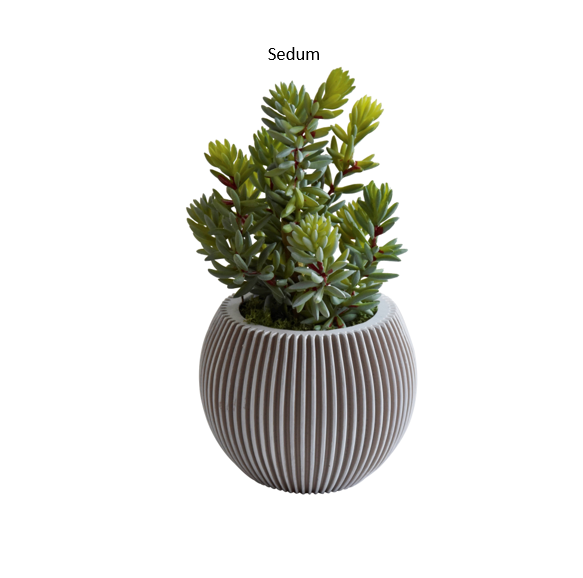 Photo Sedum