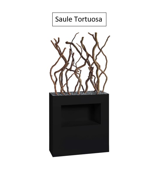 Saule tortuosa