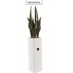 Sanseveria